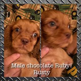 Girl 1 - Chocolate female Cavalier King Charles Spaniel puppy in Jacksonville, Florida from Lori Van Doorn's Cavalier King Charles Spaniel