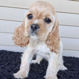 Cocker Spaniel puppies from Country Cockers of Indiana