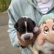 Sleepy - Liver and white male Pointer puppy in Olympia, Washington from Birdsboro Pointers