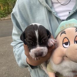 Sleepy - Liver and white male Pointer puppy in Olympia, Washington from Birdsboro Pointers