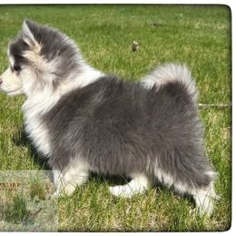 Pomsky Puppies from Foxfire Arctic Spitz
