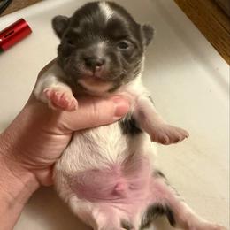 Bluey - Blue and white male Chihuahua puppy in Hackleburg, Alabama from Clements Chihuahua