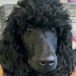 Poodles from In The Wren's Nest