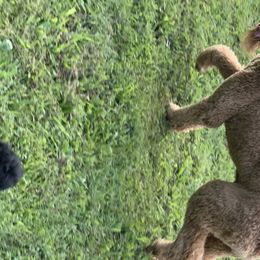 Poodles from Sturgill’s Raising the Standards