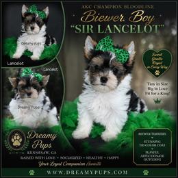 AKC Sir Lancelot  3500 Small - Black tan and white male Biewer Terrier puppy in Kennesaw, Georgia from Dreamy Pups