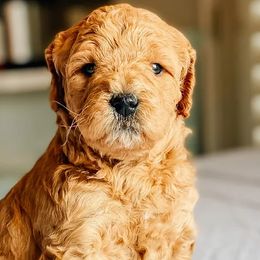 Cavapoos and Poodles from Poodles Plus