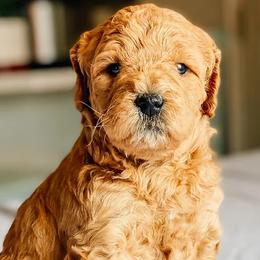 Cavapoos and Poodles from Poodles Plus