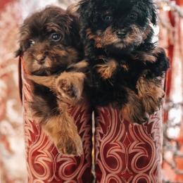 Bernedoodle and Schnoodle Puppies from Grand Lake Poodles & Doodles