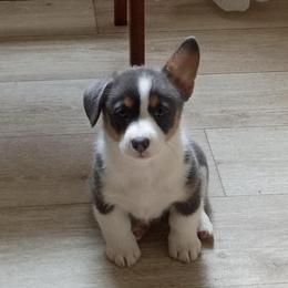 Willow AKC registered - Blue female Pembroke Welsh Corgi puppy in Montgomery County, Tennessee from Anita’s little Corgi Haven