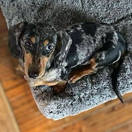 Lainey - Dachshund