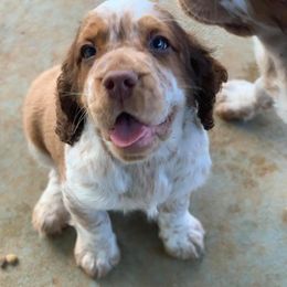 English Springer Spaniel Puppies from Mossy Creek Springers