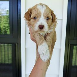 Freedom - male Cavapoochon puppy in Morris, Pennsylvania from Heartland Puppies