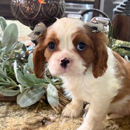 Ashley's Girl 6 - Blenheim female Cavalier King Charles Spaniel puppy in Loco, Oklahoma from Sweet Heart Cavaliers