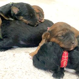 Bordoodle Puppies from Mountain Mini Bordoodles
