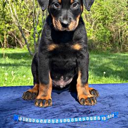 Blue Boy - Black and rust male Beauceron puppy in Sanders, Kentucky from Eagle Valley Beaucerons