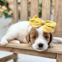 Zinnia - Parti female Goldendoodle puppy in Queen Creek, Arizona from Goldendoodle AZ