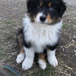 Australian Shepherd Puppies from Pine Grove Aussies