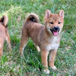 Tozowa - Red male Shiba Inu puppy in Houston, Texas from Sakura Blossom Shibas
