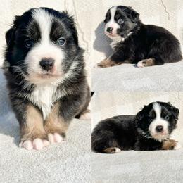 Black tri male 2 - Black tri male Miniature Australian Shepherd puppy in Brooker, Florida from Honey, I Shrunk the Aussies