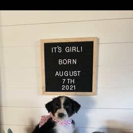 Australian Shepherd Puppies from Ozark Mountain Aussies