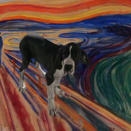 Tempo - Mantle female Great Dane puppy in Cheyenne, Wyoming from Viking Kennel