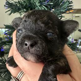 Ivy - Black female Chihuahua puppy in Coweta, Oklahoma from Green Country Chihuahuas