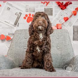 Alexandra - Brown female Cockapoo puppy in Connersville, Indiana from Deaz Doodle Ranch