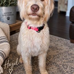 Labradoodle puppies from Southern Olive Doodles 🫒