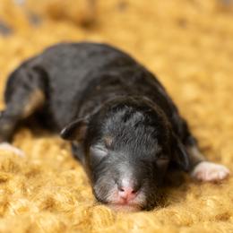 Cannoli - Trained Puppy - Tri-color male Bernedoodle puppy in Youngstown, Florida from Wonderland’s Boujie Kennels