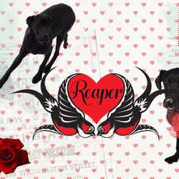 Great Dane Puppies from RRDanes