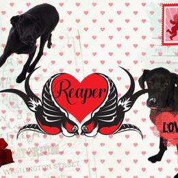 Great Dane Puppies from RRDanes