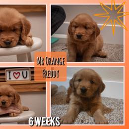 Freddy - Dark golden male Golden Retriever puppy in Driggs, Idaho from SK Golden Retrievers