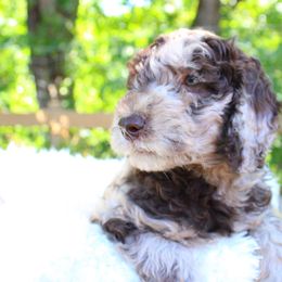 Collie, Goldendoodle, Havapoo, and Labradoodle Puppies from Oregon Valley Pups