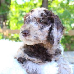 Collie, Goldendoodle, Havapoo, and Labradoodle Puppies from Oregon Valley Pups