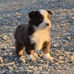 Hunter - Red tri-color male Miniature American Shepherd puppy in Leonard, Texas from Tin Roof Aussies
