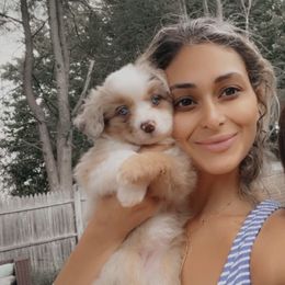 Miniature Australian Shepherd and Toy Australian Shepherd Puppies from Loyal Litters Toy Australian Shepherds