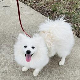 Bentley - White male Pomeranian puppy in St. Louis, Missouri from Saint Louis Pomeranian babies