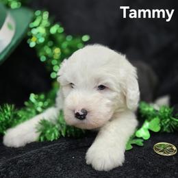 Tammy - Gray and white female Old English Sheepdog puppy in Sutherlin, Oregon from Sapphire Eyes Sheepdogs