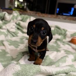 Polly - Black and tan female Dachshund puppy in Los Angeles, California from Dachshunds of the Desert