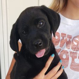 Golden Retrievers and Labrador Retrievers from Sierra Hills Retrievers