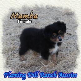 Mamba - Black tri female Toy Australian Shepherd puppy in Forestburg, Texas from Flaming Dill Ranch Aussies