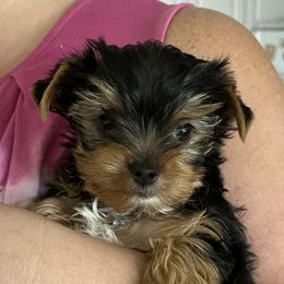 Yorkshire Terriers from Barb's Luvayorkie