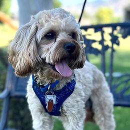 Rudy - Cavapoo