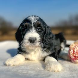 Juliet - Tri-color female Bernedoodle puppy in Osage City, Kansas from Golden Ridge Goldens