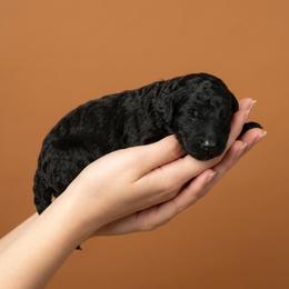 T'Challa - Black male Goldendoodle puppy in Milton, Florida from Sutton Place Doodles