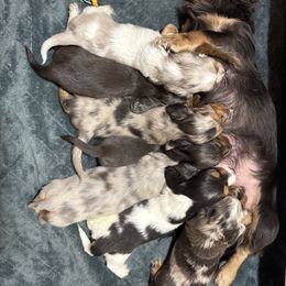 Dachshund Puppies from Collier Dachshunds