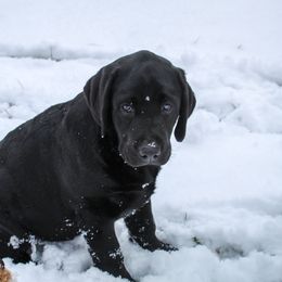 Labrador Retriever Puppies from Lost Woods Labradors