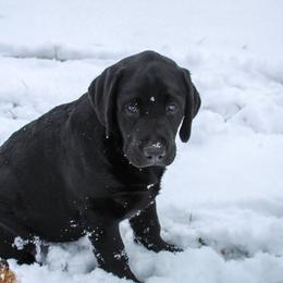 Labrador Retriever Puppies from Lost Woods Labradors