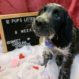 English Springer Spaniel Puppies from Sweet Carolina Springers