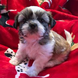 Golden Graham- AKC Champion Bloodline - Gold and white male Shih Tzu puppy in Long Beach, California from Prieto Shih-Tzu's